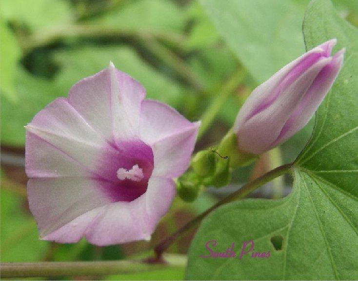 Photo of Little Bell Morning Glory (Ipomoea triloba) uploaded by SouthPines