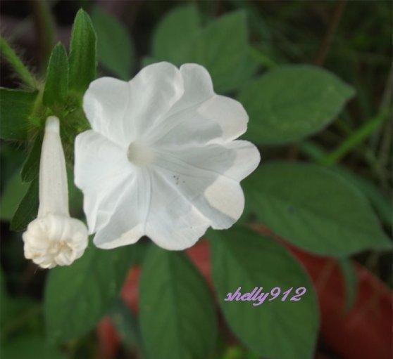 Photo of Tigers Foot Morning Glory (Ipomoea pes-tigridis) uploaded by SouthPines