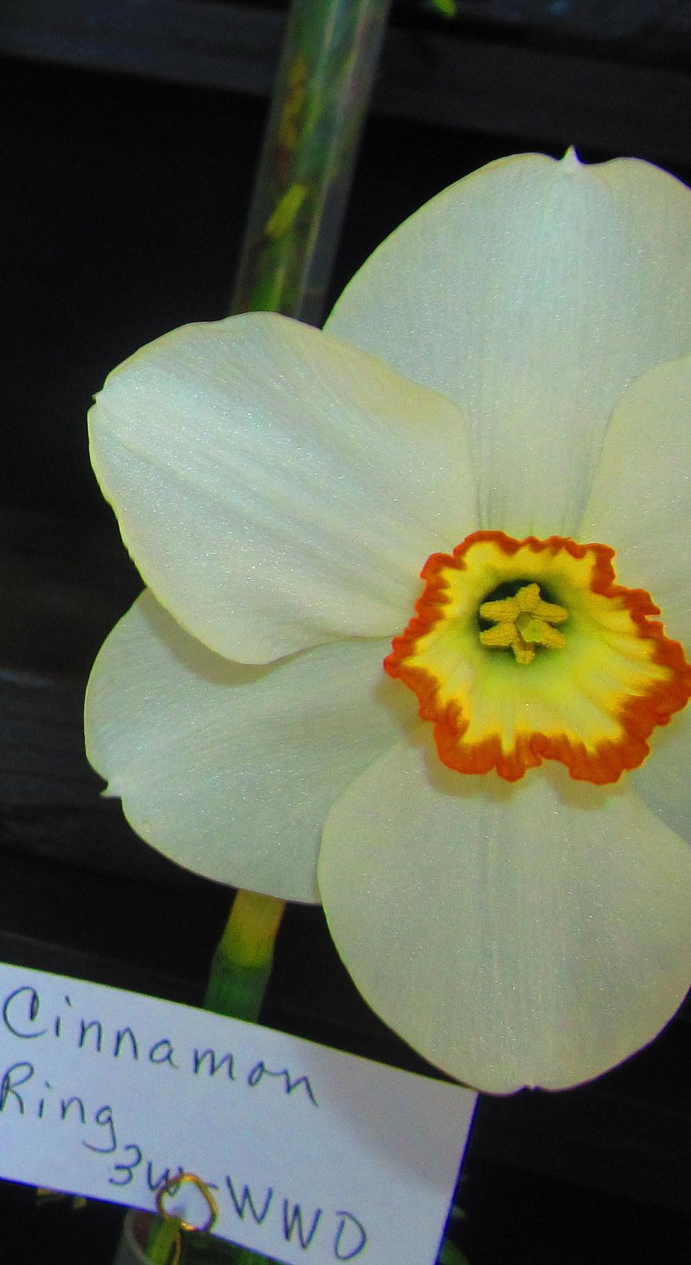 Photo of Small Cupped Daffodil (Narcissus 'Cinnamon Ring') uploaded by jmorth