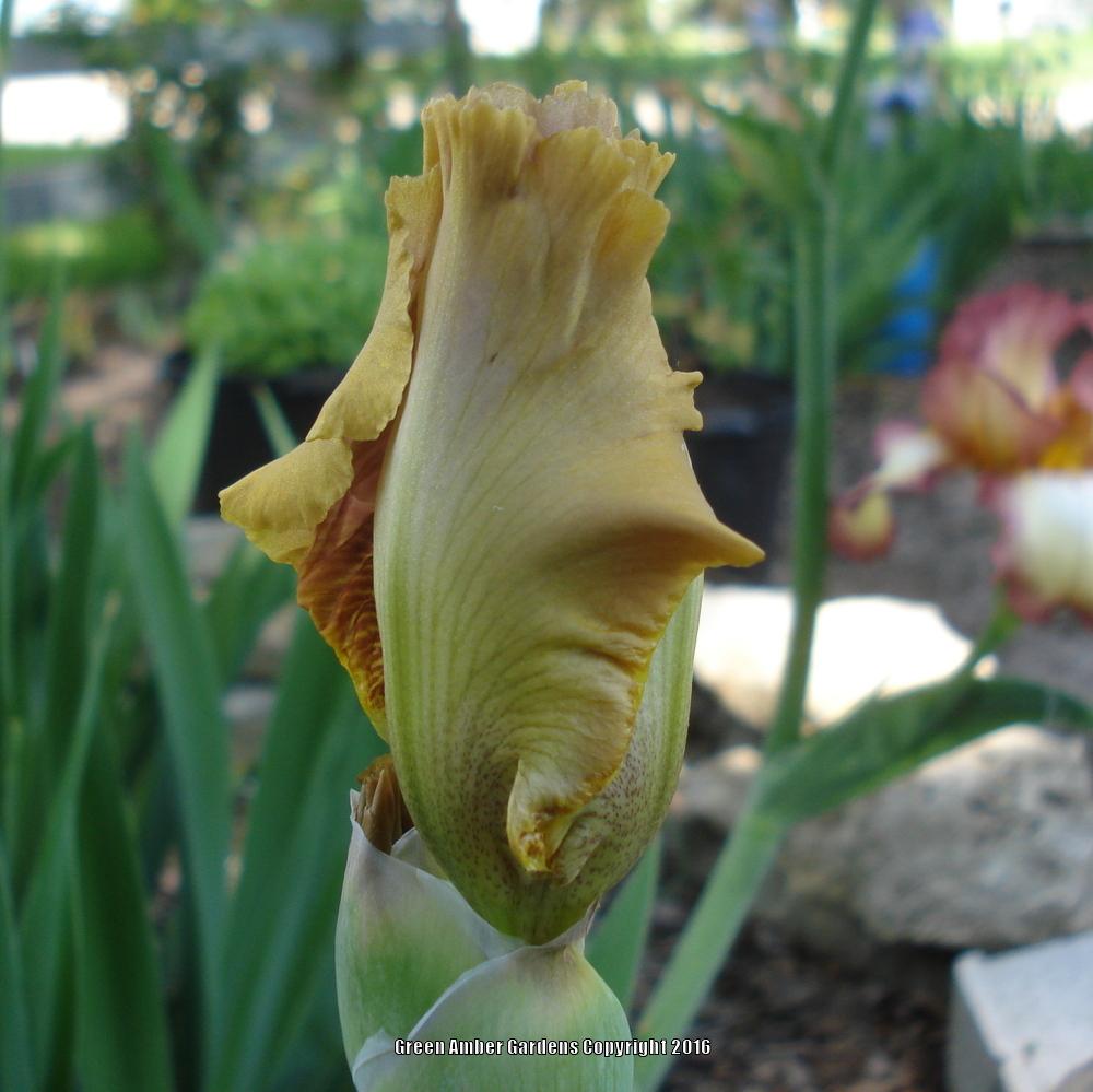 Photo of Tall Bearded Iris (Iris 'Polish Princess') uploaded by lovemyhouse