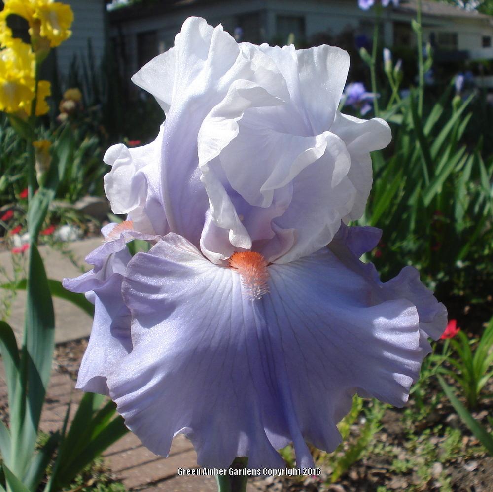 Photo of Tall Bearded Iris (Iris 'Platinum Jubilee') uploaded by lovemyhouse