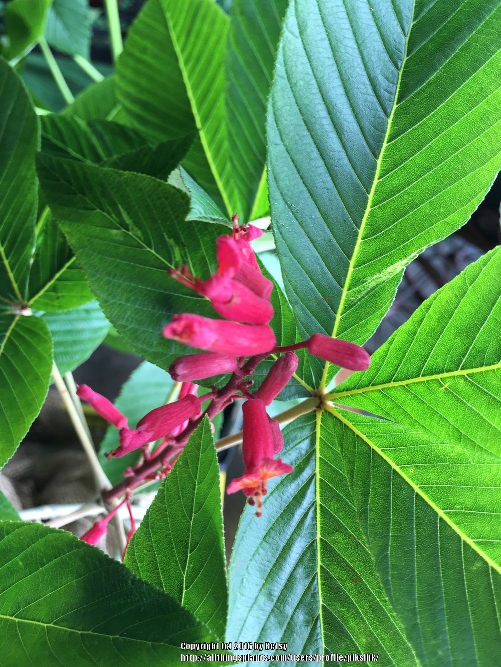 Photo of Red Buckeye (Aesculus pavia) uploaded by piksihk