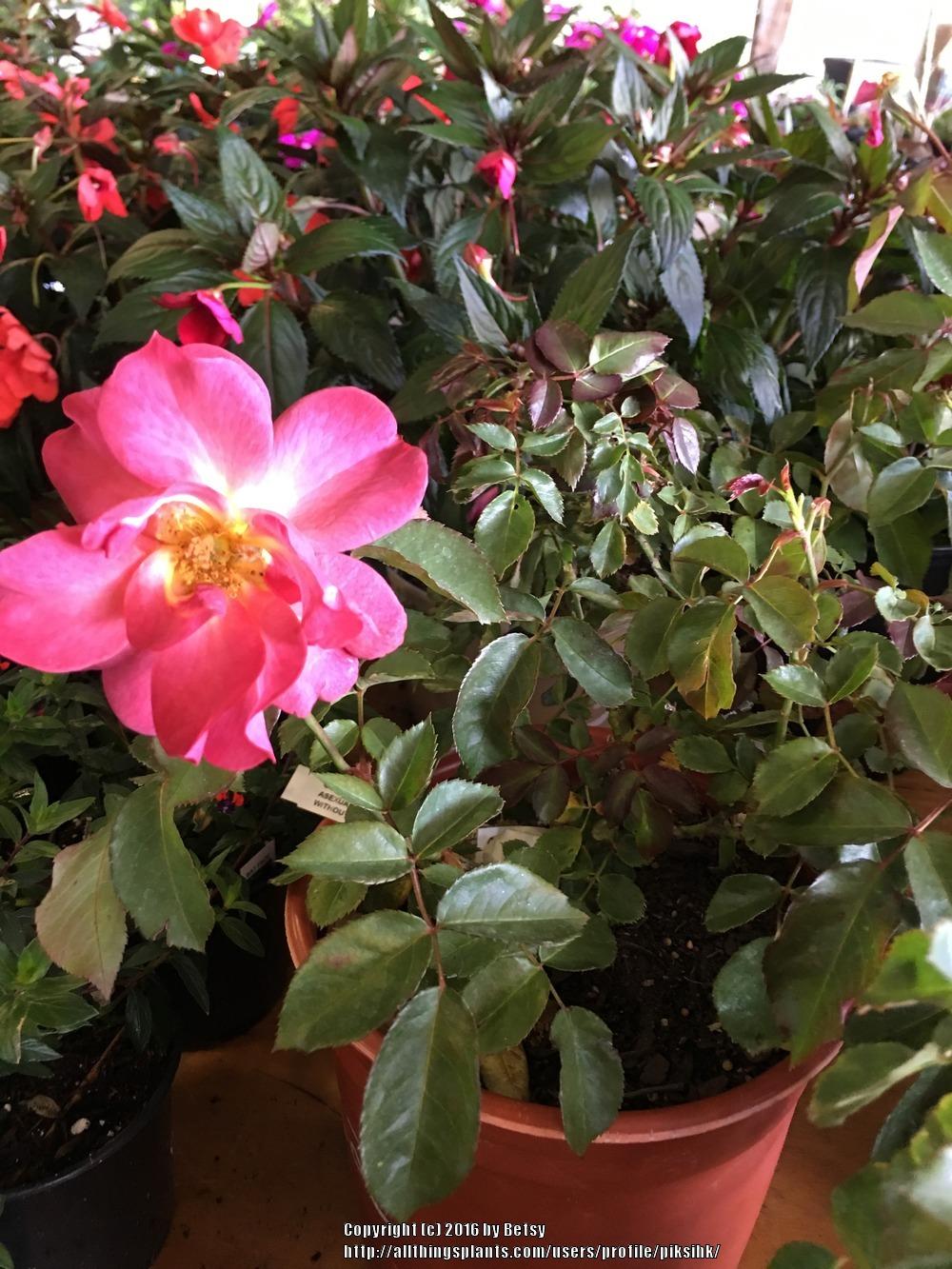 Photo of Floribunda Rose (Rosa 'Cinco de Mayo') uploaded by piksihk