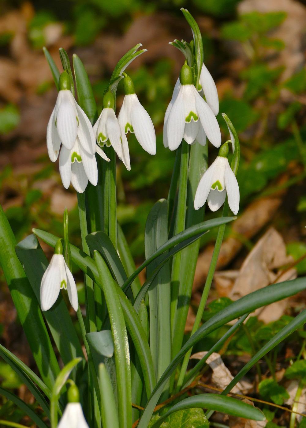 Photo of Snowdrop (Galanthus nivalis) uploaded by robertduval14