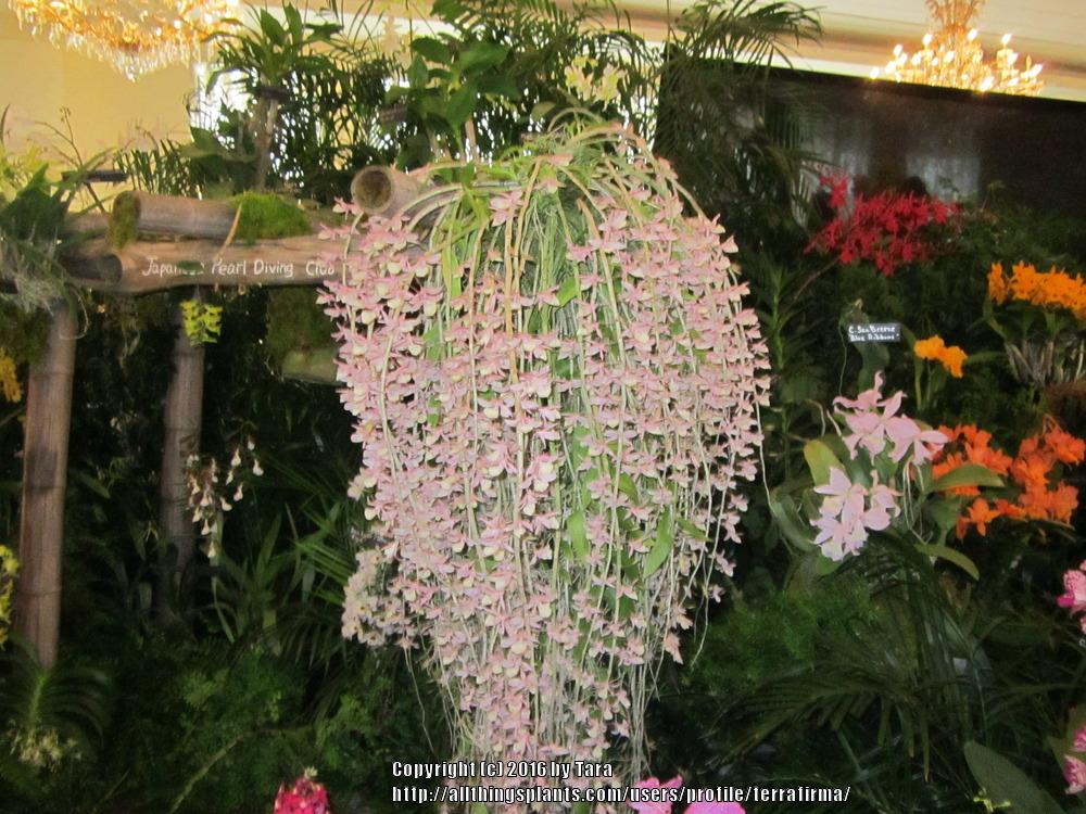 Photo of Orchid (Dendrobium aphyllum) uploaded by terrafirma