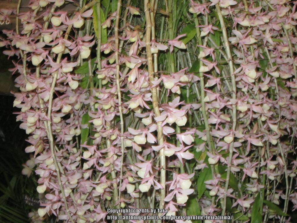Photo of Orchid (Dendrobium aphyllum) uploaded by terrafirma