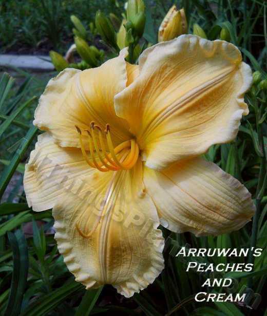 Photo of Daylily (Hemerocallis 'Arruwan's Peaches and Cream') uploaded by DaylilySquire