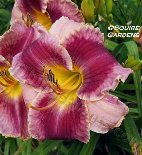 Photo of Daylily (Hemerocallis 'Jack Frost and the Hooded Crow') uploaded by DaylilySquire