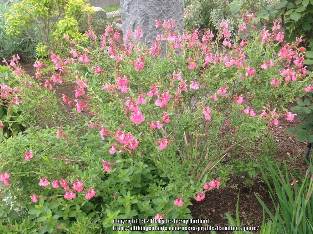 Photo of Autumn Sage (Salvia greggii 'San Takao') uploaded by HamiltonSquare