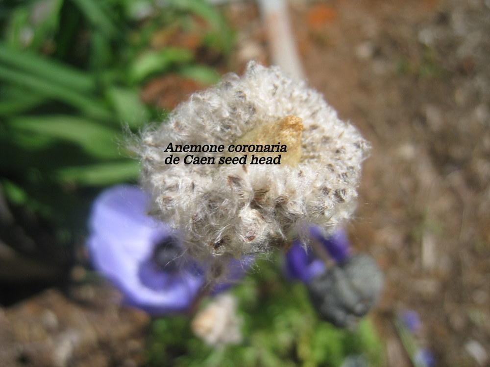 Photo of De Caen Anemone (Anemone coronaria 'Monarch de Caen Mix') uploaded by Hemophobic