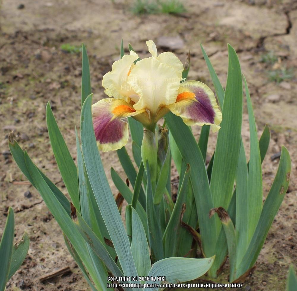 Photo of Standard Dwarf Bearded Iris (Iris 'Golden Ring') uploaded by HighdesertNiki