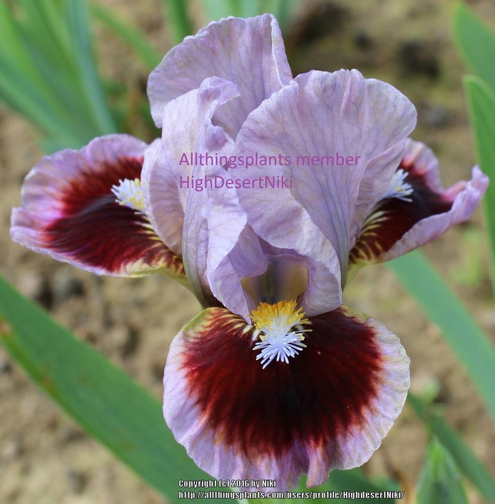 Photo of Standard Dwarf Bearded Iris (Iris 'Going in Circles') uploaded by HighdesertNiki