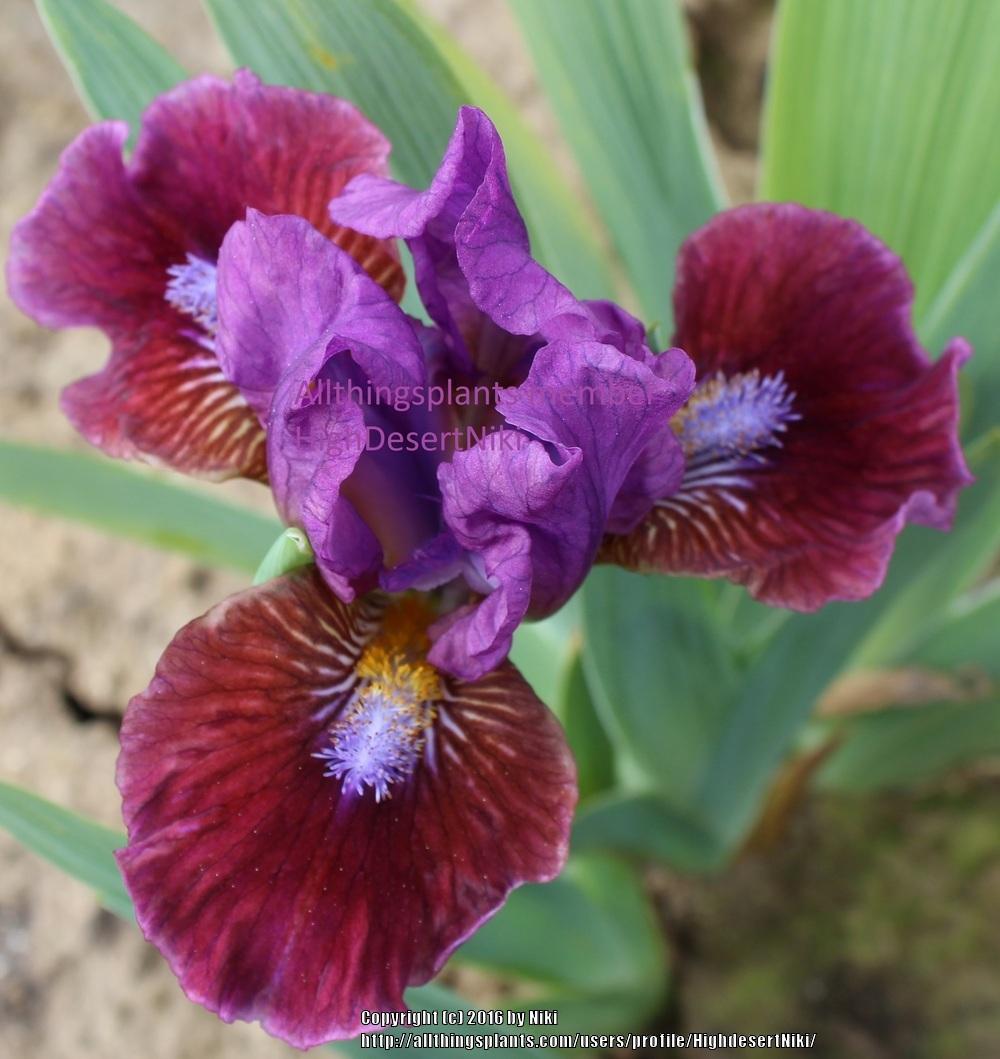 Photo of Standard Dwarf Bearded Iris (Iris 'Jeopardy') uploaded by HighdesertNiki