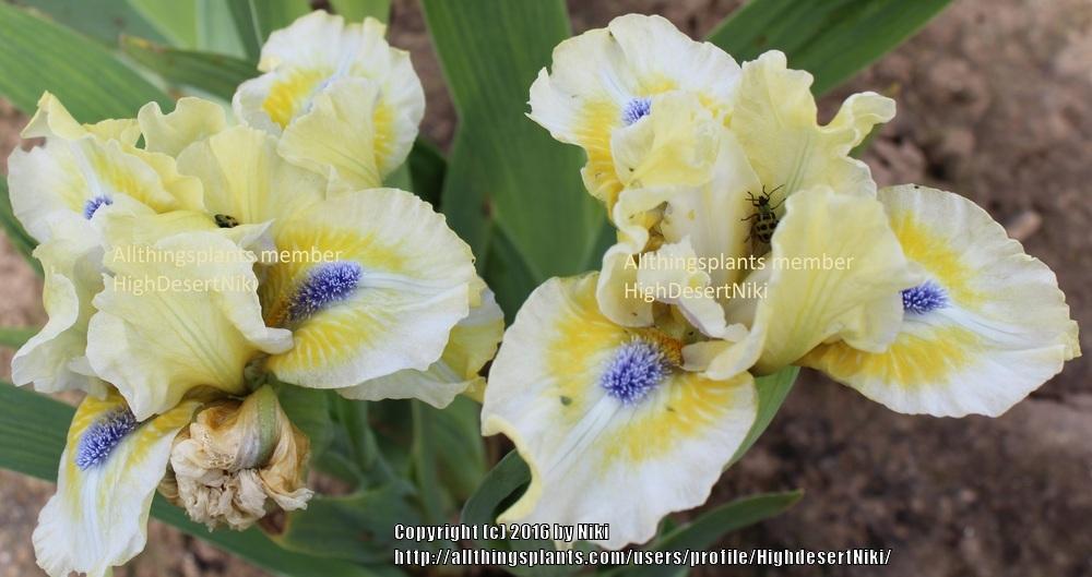 Photo of Standard Dwarf Bearded Iris (Iris 'Lemon Twist') uploaded by HighdesertNiki