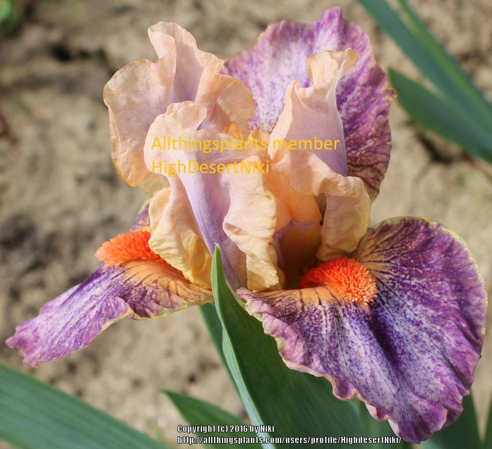 Photo of Standard Dwarf Bearded Iris (Iris 'Little Love Song') uploaded by HighdesertNiki