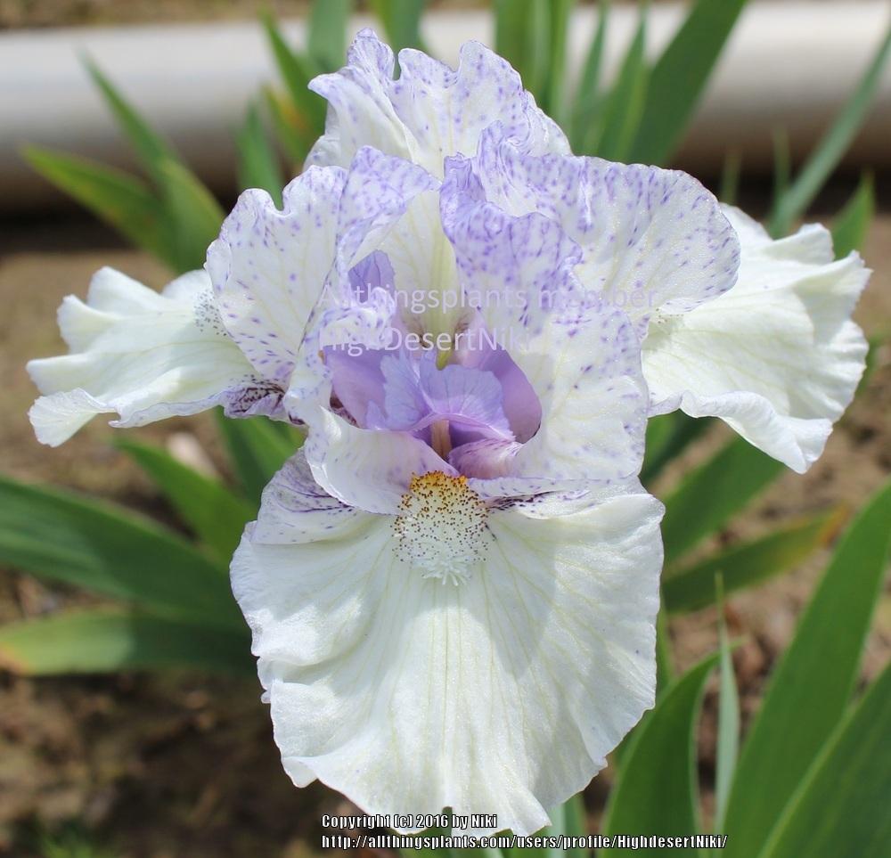 Photo of Standard Dwarf Bearded Iris (Iris 'Joyous High') uploaded by HighdesertNiki