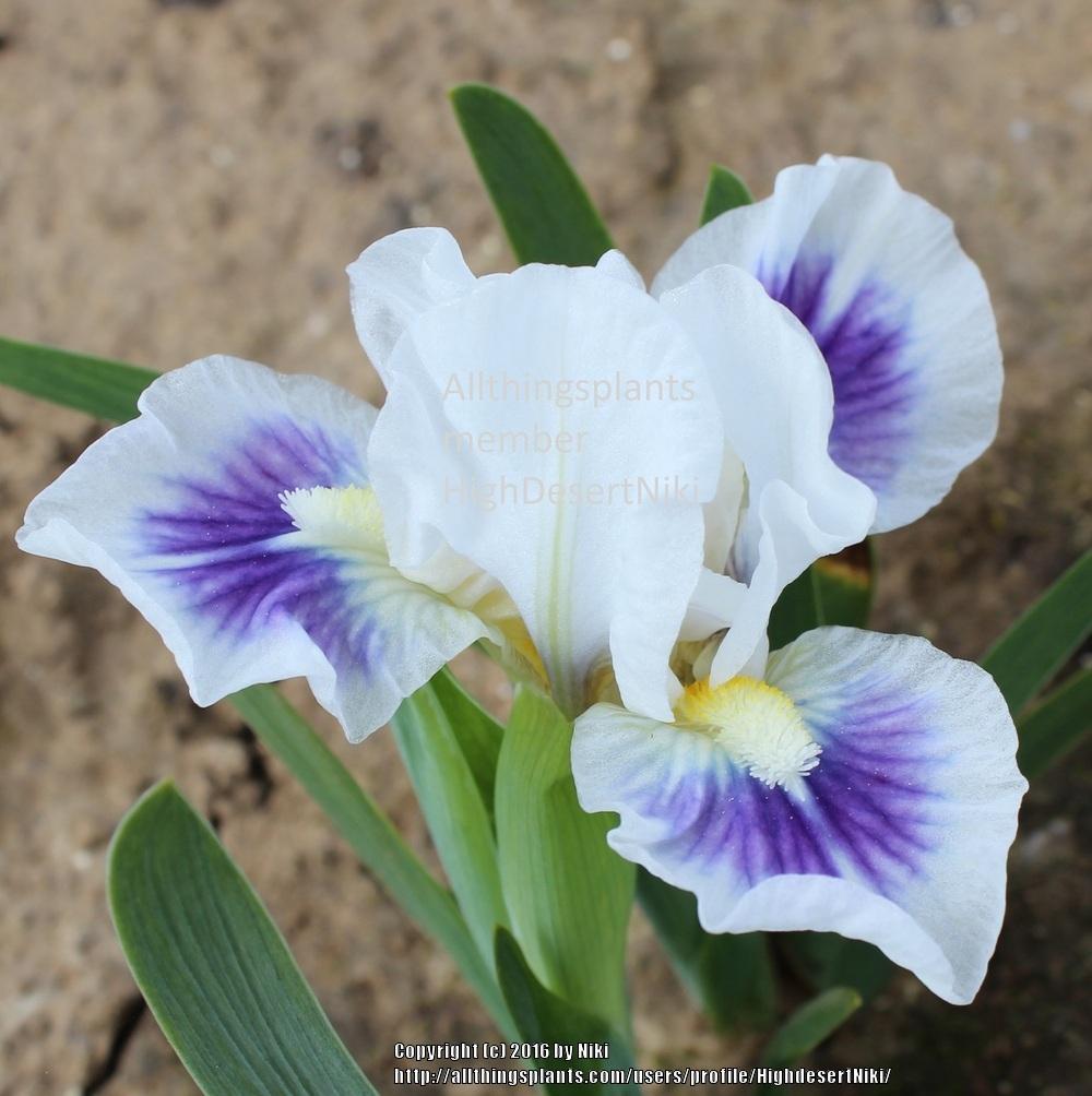 Photo of Miniature Dwarf Bearded Iris (Iris 'Circa') uploaded by HighdesertNiki