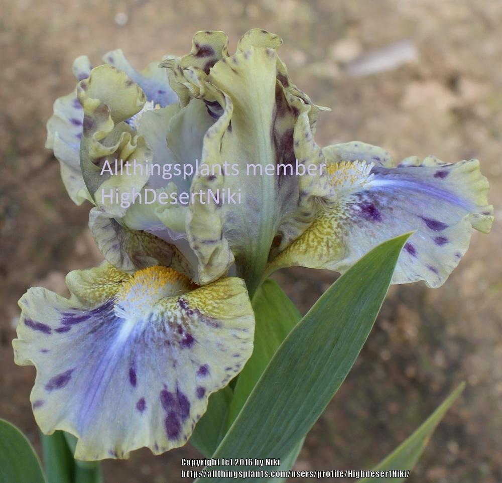 Photo of Standard Dwarf Bearded Iris (Iris 'Leopard Print') uploaded by HighdesertNiki
