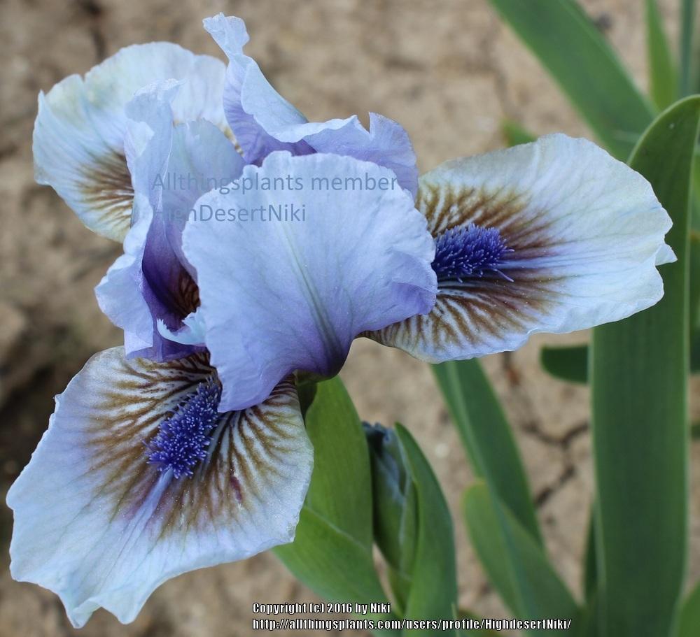 Photo of Standard Dwarf Bearded Iris (Iris 'It's Not Over') uploaded by HighdesertNiki