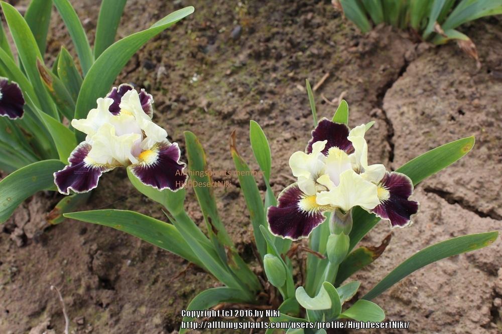 Photo of Standard Dwarf Bearded Iris (Iris 'Coconino') uploaded by HighdesertNiki
