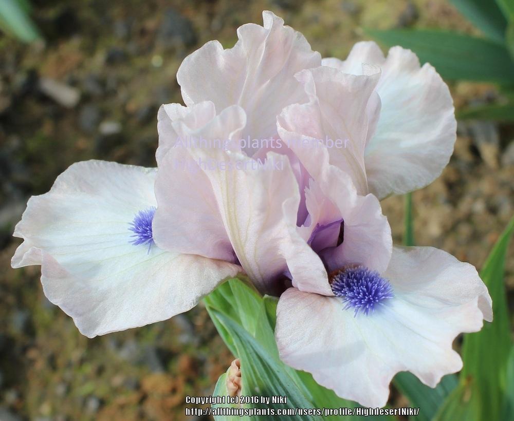Photo of Standard Dwarf Bearded Iris (Iris 'Gate to Paradise') uploaded by HighdesertNiki