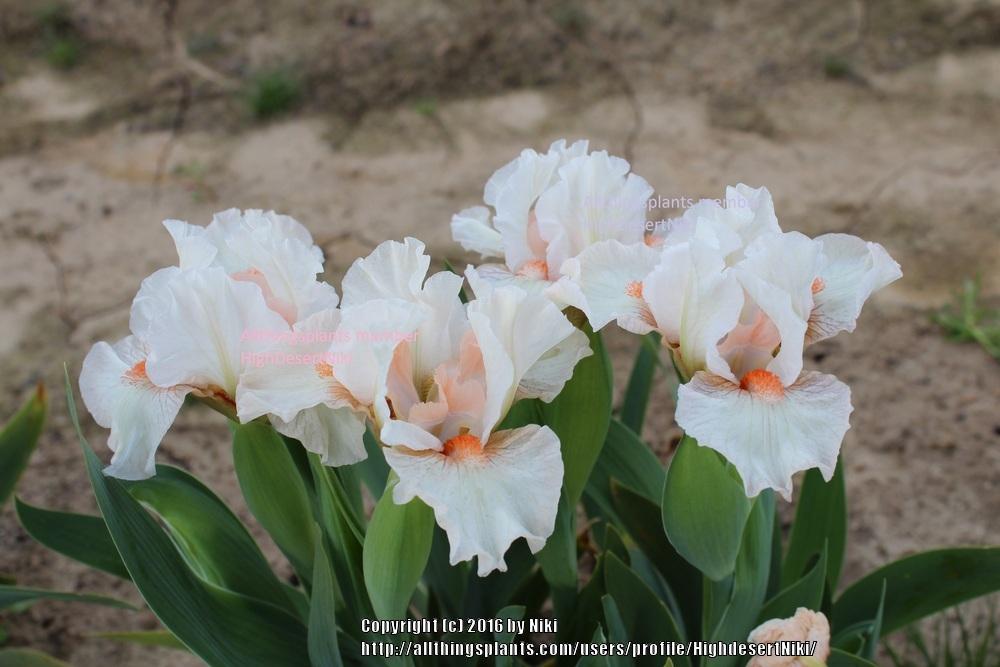 Photo of Standard Dwarf Bearded Iris (Iris 'It's a Small World') uploaded by HighdesertNiki