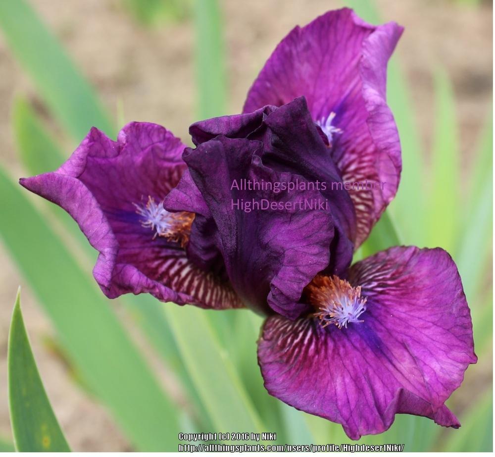 Photo of Standard Dwarf Bearded Iris (Iris 'Hipster') uploaded by HighdesertNiki