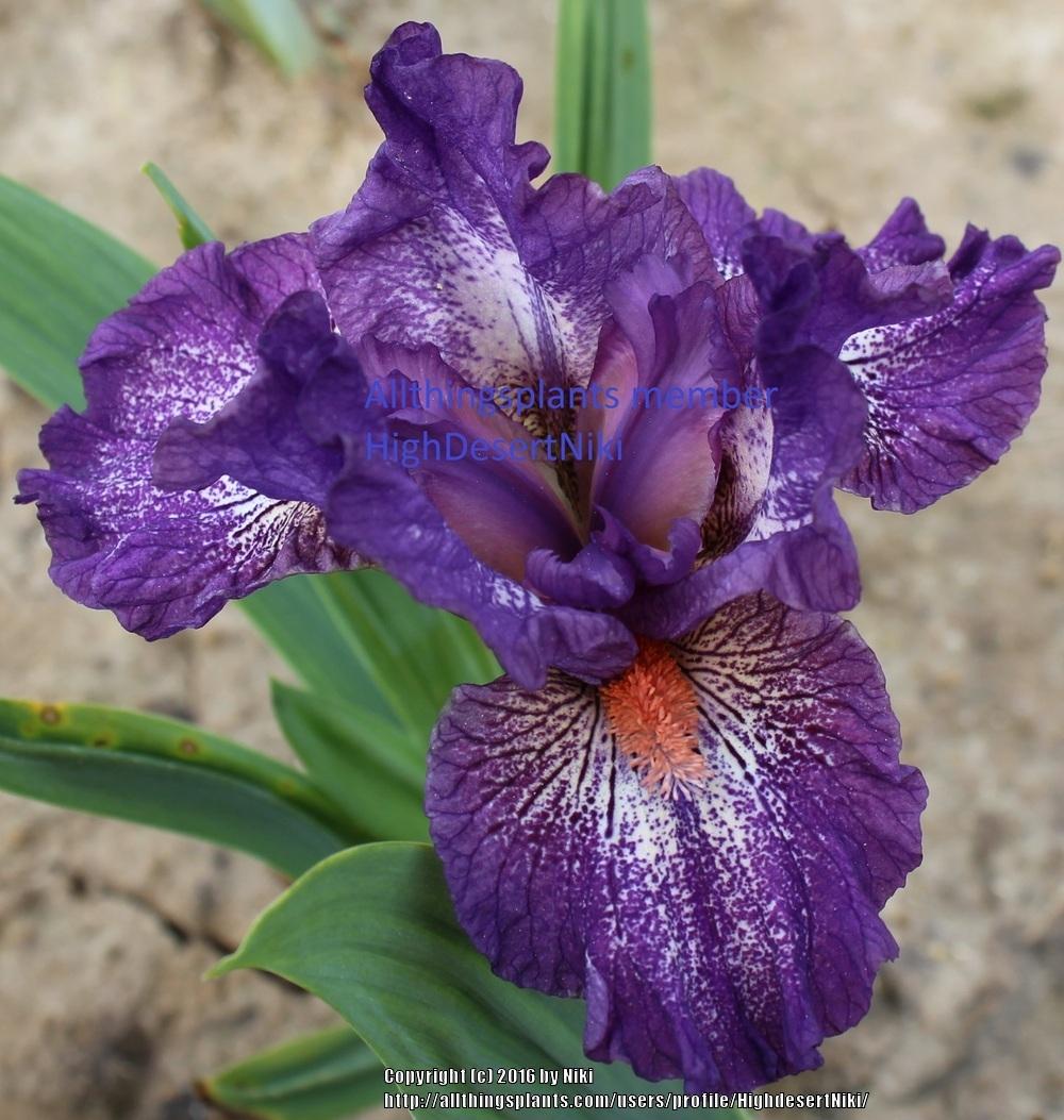 Photo of Standard Dwarf Bearded Iris (Iris 'Jennyanydots') uploaded by HighdesertNiki
