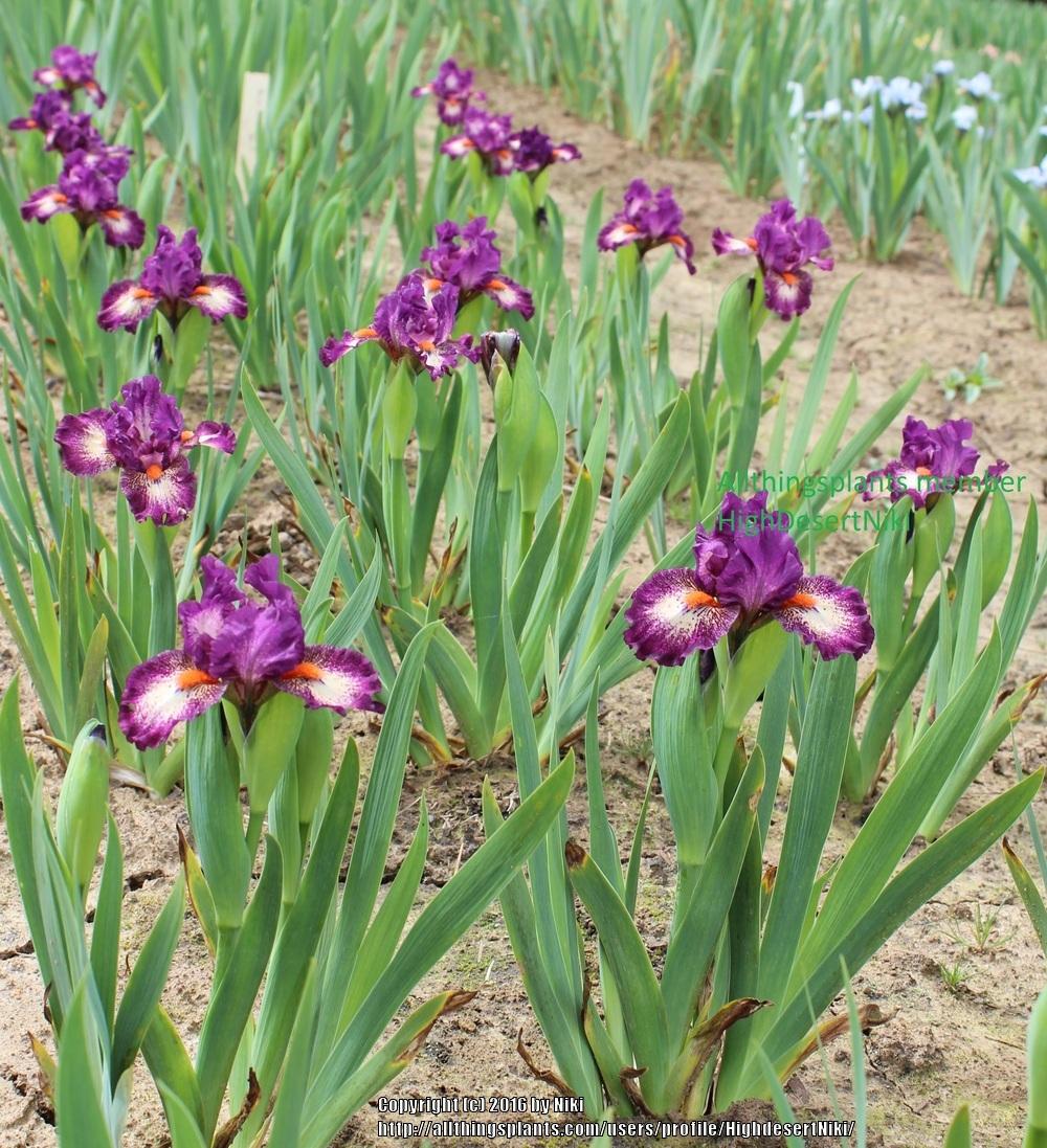 Photo of Standard Dwarf Bearded Iris (Iris 'Dither') uploaded by HighdesertNiki
