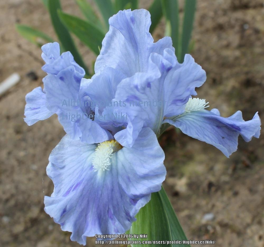 Photo of Standard Dwarf Bearded Iris (Iris 'Clear Blue Sky') uploaded by HighdesertNiki