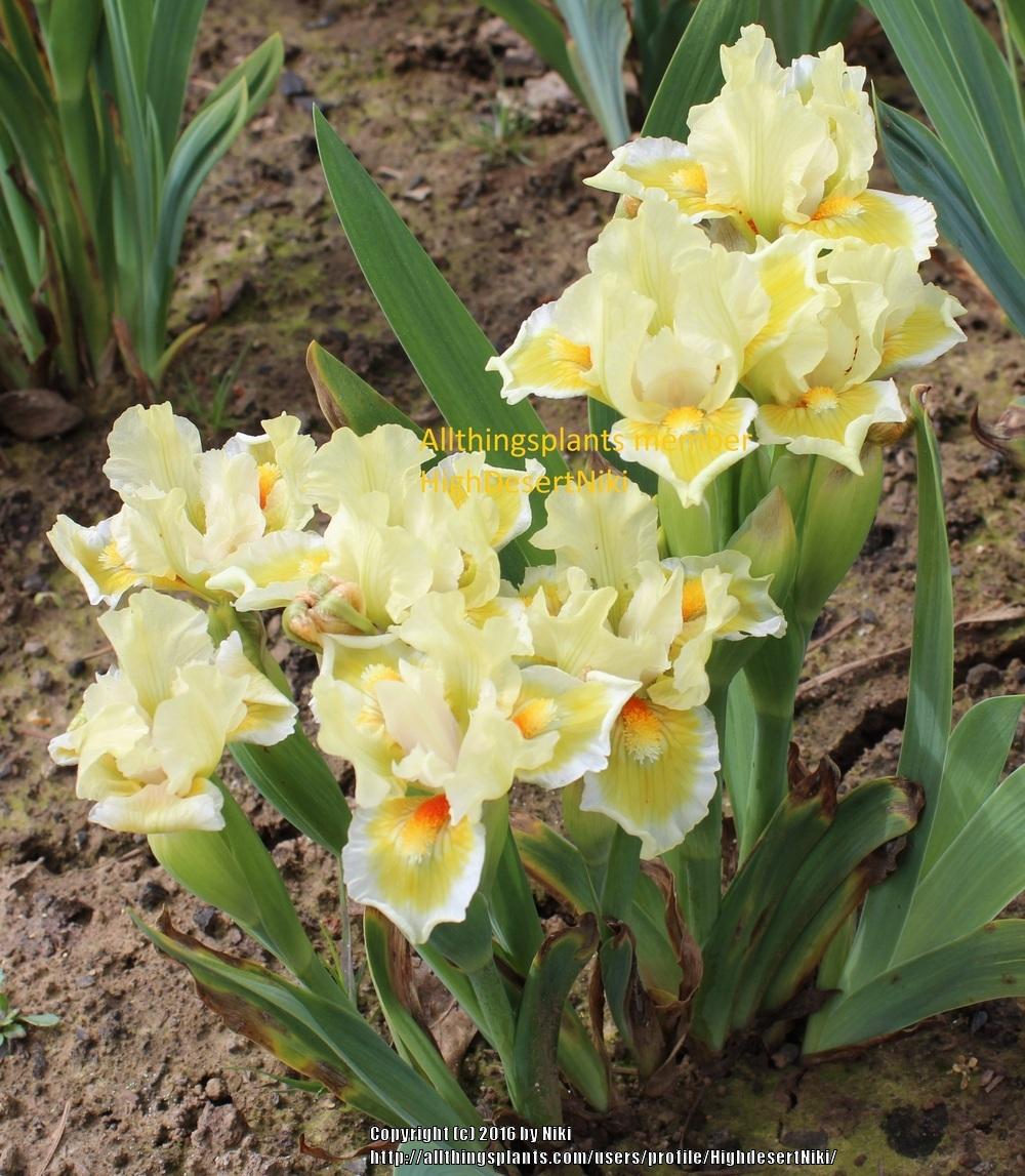 Photo of Standard Dwarf Bearded Iris (Iris 'Dedicated') uploaded by HighdesertNiki