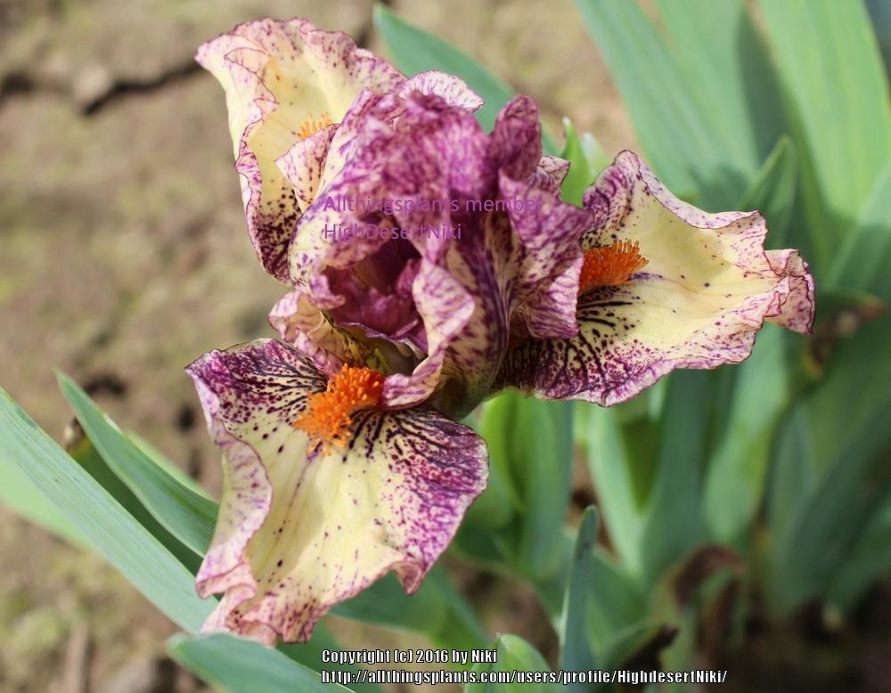 Photo of Standard Dwarf Bearded Iris (Iris 'Dramedy') uploaded by HighdesertNiki