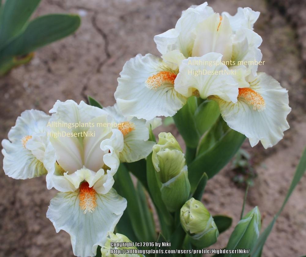 Photo of Standard Dwarf Bearded Iris (Iris 'Kisses') uploaded by HighdesertNiki