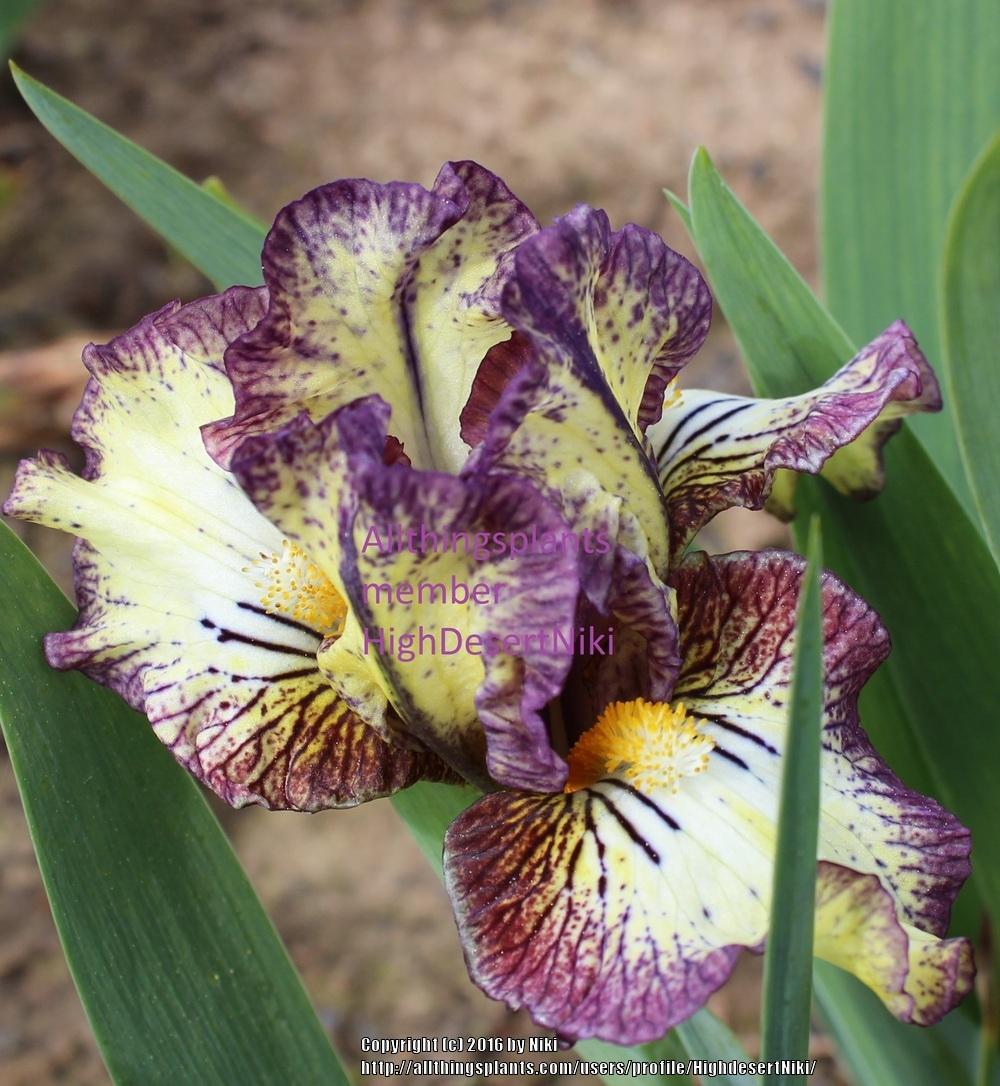Photo of Standard Dwarf Bearded Iris (Iris 'Dazed') uploaded by HighdesertNiki