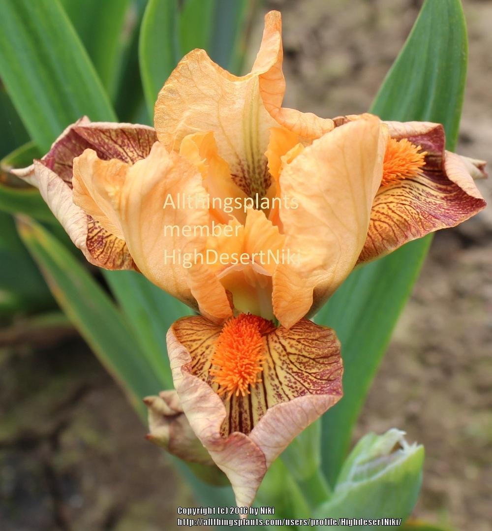Photo of Standard Dwarf Bearded Iris (Iris 'Hot Lava') uploaded by HighdesertNiki
