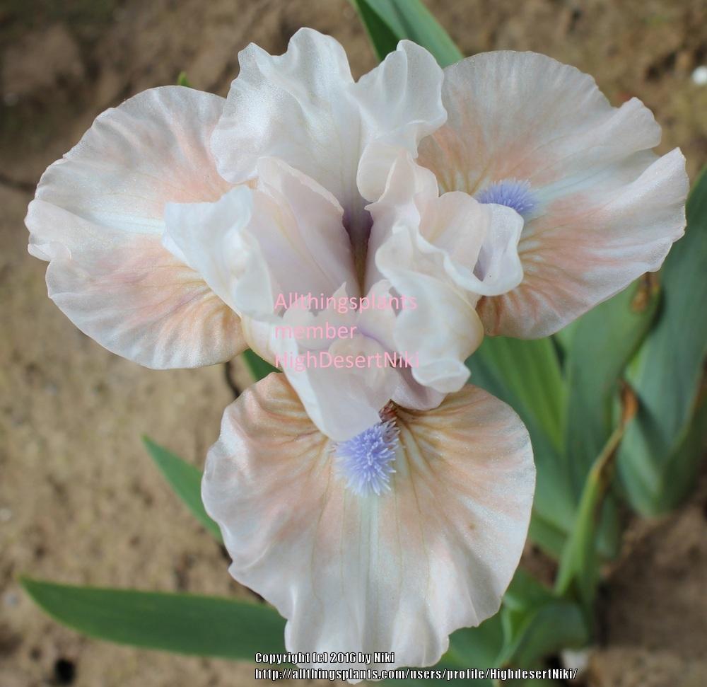 Photo of Standard Dwarf Bearded Iris (Iris 'Fashion Baby') uploaded by HighdesertNiki