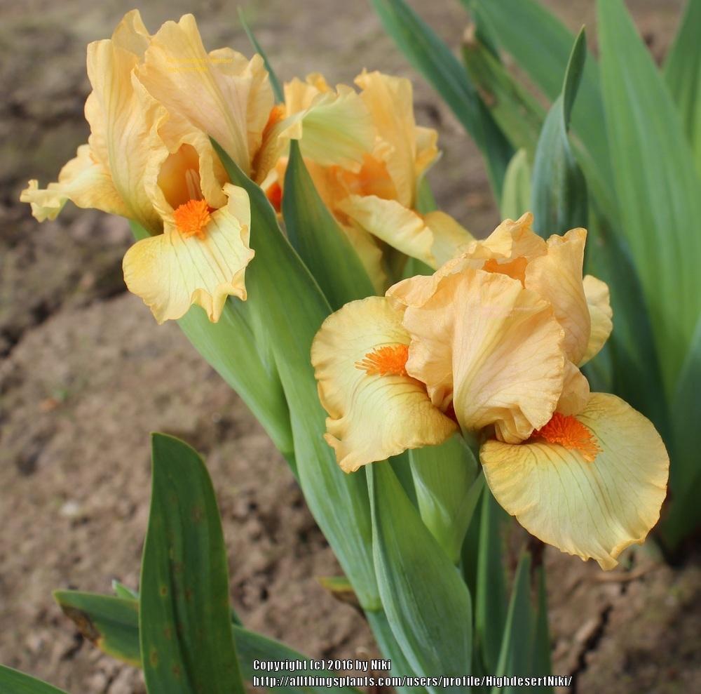 Photo of Standard Dwarf Bearded Iris (Iris 'Cosmonaut') uploaded by HighdesertNiki