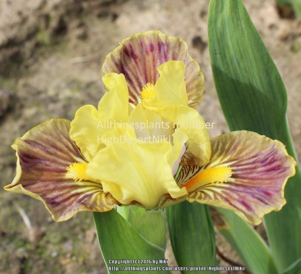 Photo of Miniature Dwarf Bearded Iris (Iris 'Little Bird') uploaded by HighdesertNiki