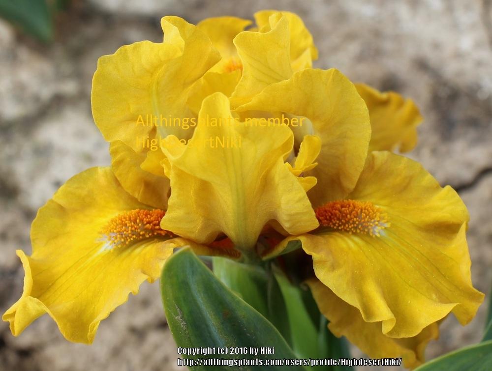 Photo of Standard Dwarf Bearded Iris (Iris 'Jellylorum') uploaded by HighdesertNiki
