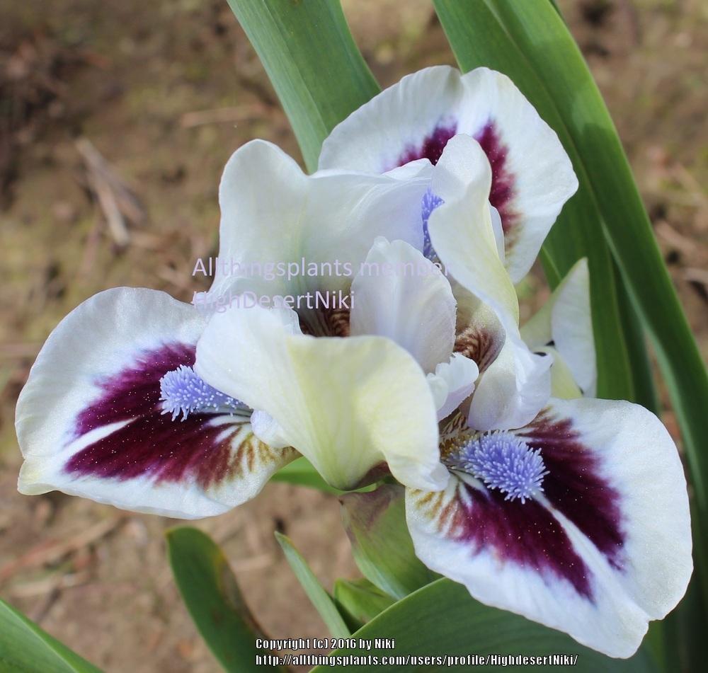 Photo of Miniature Dwarf Bearded Iris (Iris 'Elf Esteem') uploaded by HighdesertNiki