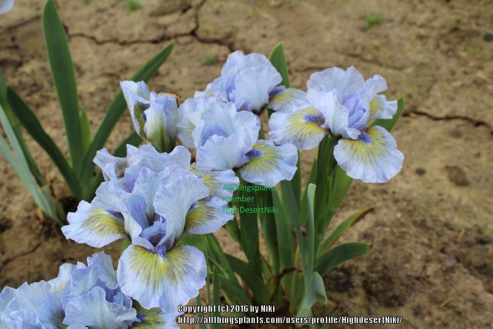 Photo of Standard Dwarf Bearded Iris (Iris 'Green Oasis') uploaded by HighdesertNiki