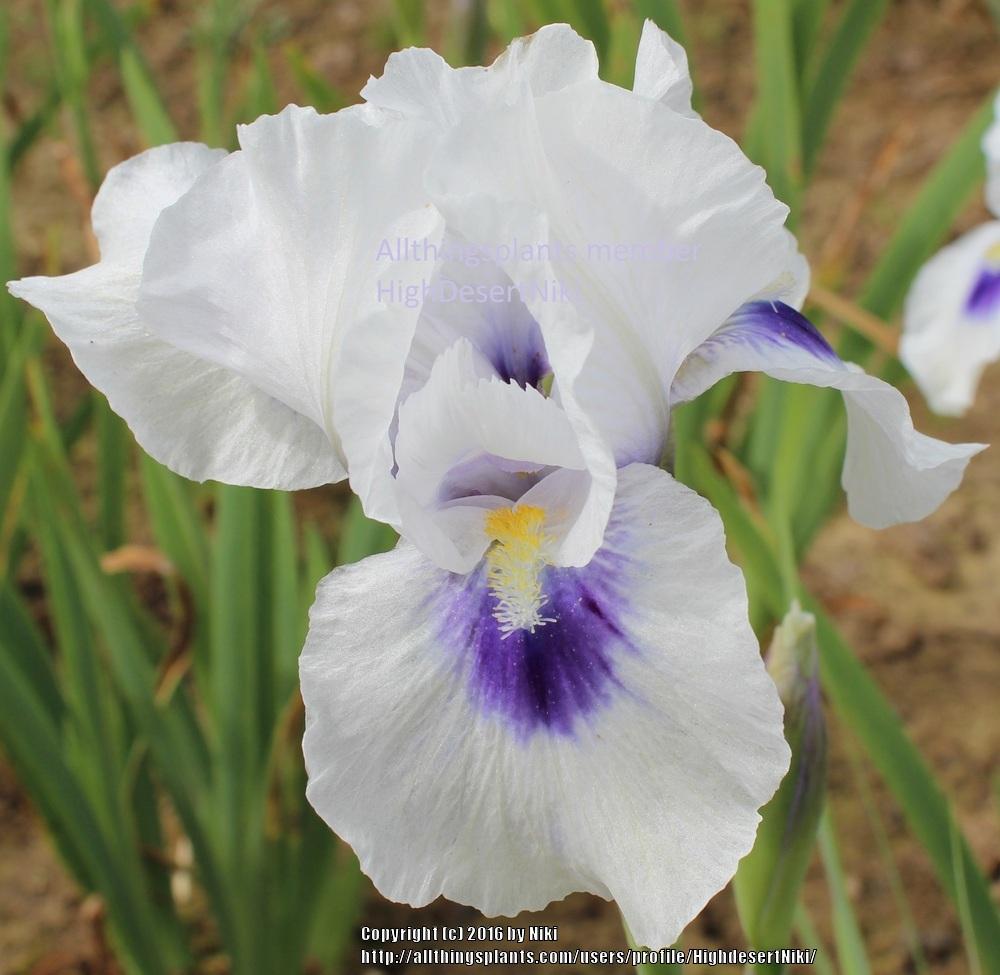 Photo of Arilbred Iris (Iris 'Desert Snow') uploaded by HighdesertNiki