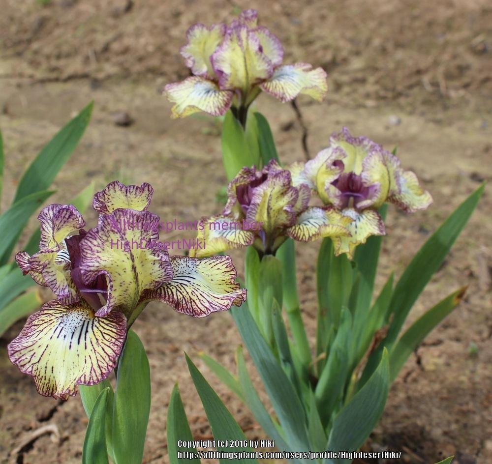 Photo of Standard Dwarf Bearded Iris (Iris 'Doxie Doodles') uploaded by HighdesertNiki