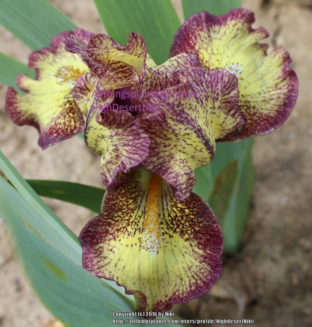 Photo of Standard Dwarf Bearded Iris (Iris 'Kaching') uploaded by HighdesertNiki