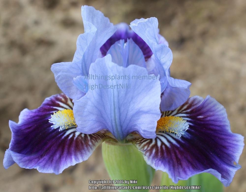 Photo of Standard Dwarf Bearded Iris (Iris 'Join In') uploaded by HighdesertNiki