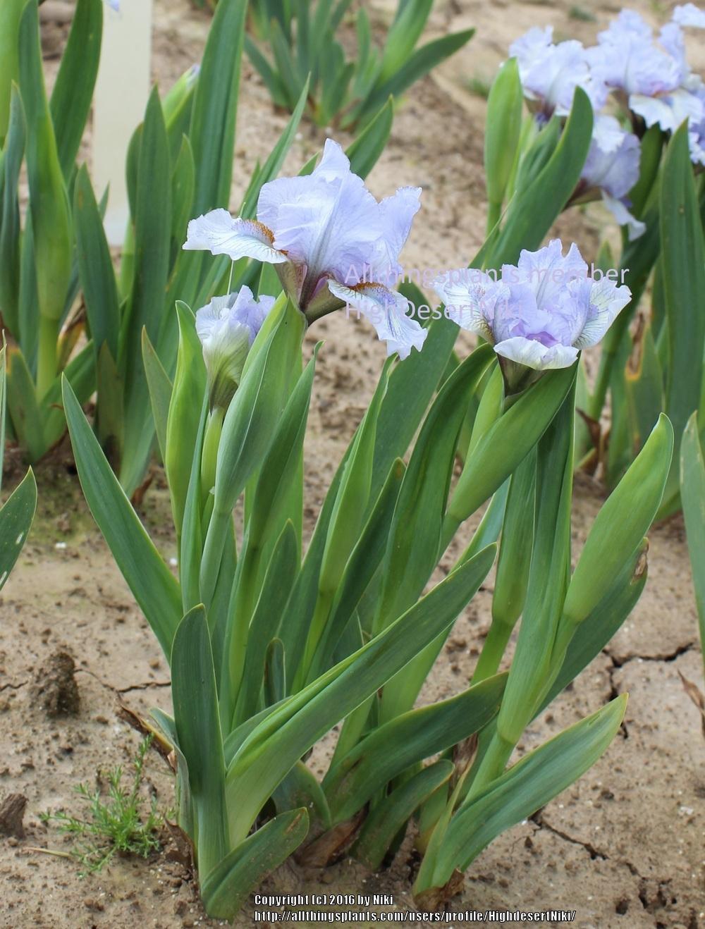 Photo of Standard Dwarf Bearded Iris (Iris 'Every Little Step') uploaded by HighdesertNiki
