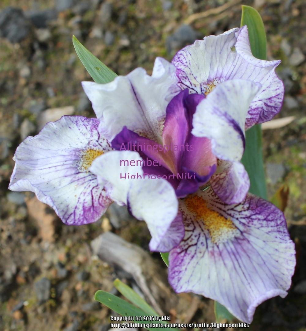 Photo of Miniature Dwarf Bearded Iris (Iris 'Cute as a Button') uploaded by HighdesertNiki