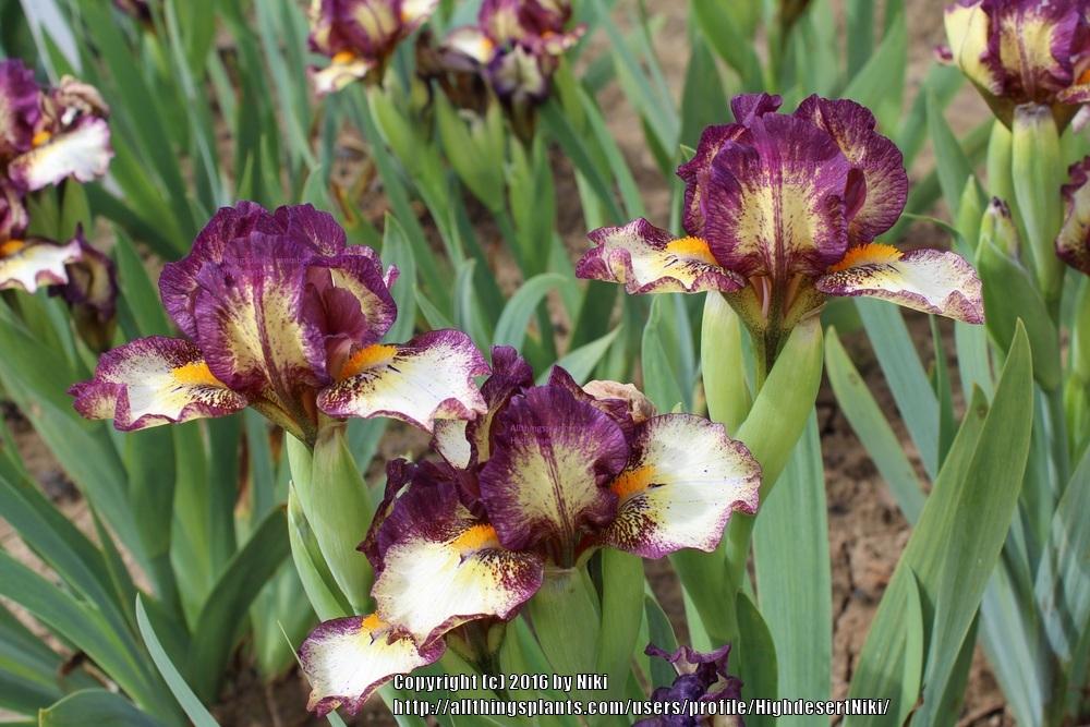 Photo of Standard Dwarf Bearded Iris (Iris 'Crack Me Up') uploaded by HighdesertNiki