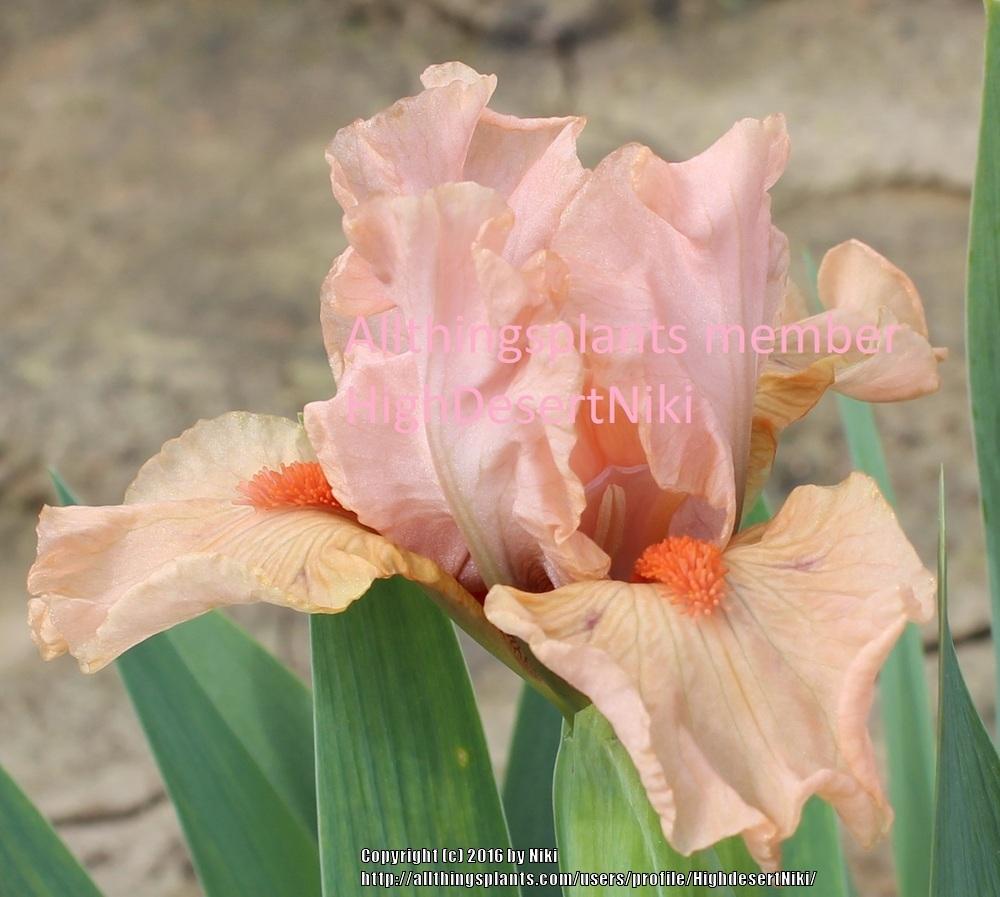 Photo of Standard Dwarf Bearded Iris (Iris 'Joyful Love') uploaded by HighdesertNiki