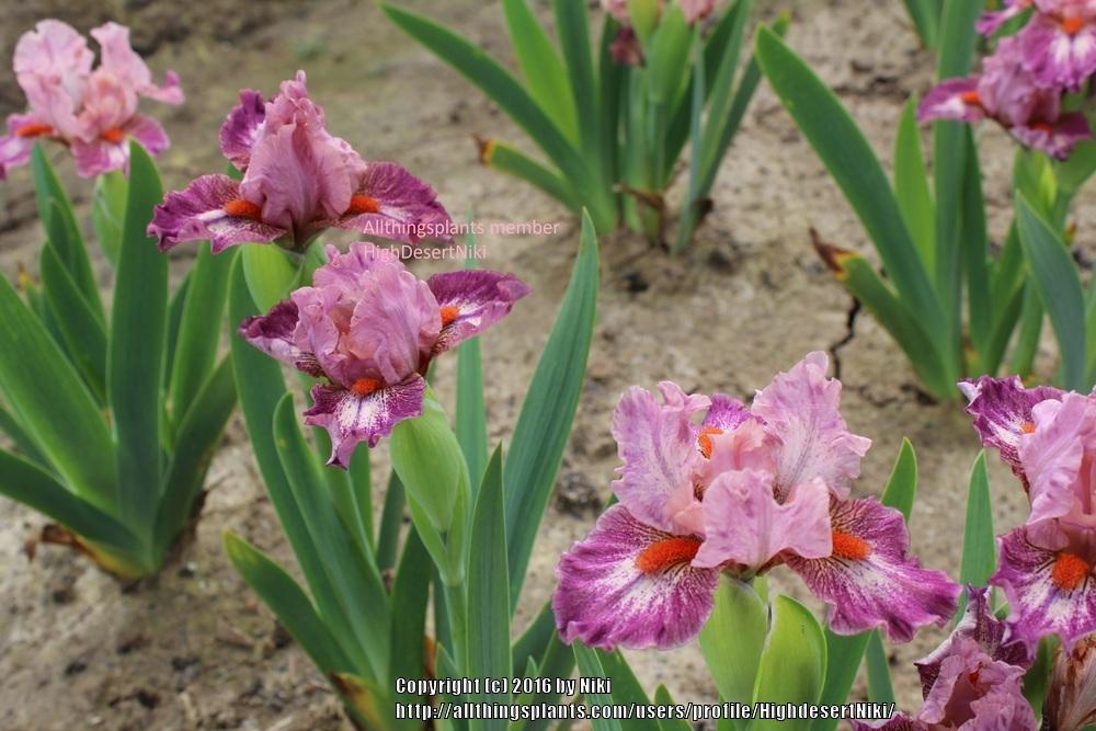 Photo of Standard Dwarf Bearded Iris (Iris 'Choir') uploaded by HighdesertNiki
